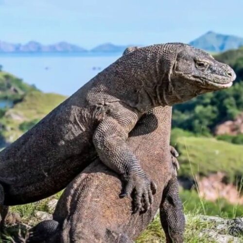 Kilau Labuan Bajo (Nusa Tenggara Timur)